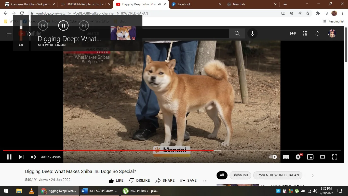 1) Rich description: The image is a screenshot from a YouTube video titled "Digging Deep: What Makes Shiba Inu Dogs So Special?" by NHK WORLD-JAPAN. The scene features a Shiba Inu dog standing outdoors on a dirt path, looking alert and slightly to the side. The dog has a typical Shiba Inu appearance, with a reddish-brown coat, curled tail, and erect ears. A person is standing behind and holding the dog on a leash, though only the person's lower legs are visible, wearing blue jeans and black shoes. The background consists of a natural setting with trees and scattered leaves. The lighting is bright, suggesting a daytime setting. On-screen text includes the video's title and a label reading "Mandai," possibly identifying the dog's name or location.
2) On-screen text block:
- Title: "Digging Deep: What Makes Shiba Inu Dogs So Special?"
- Channel / profile: "NHK WORLD-JAPAN"
- Site / app: "YouTube"