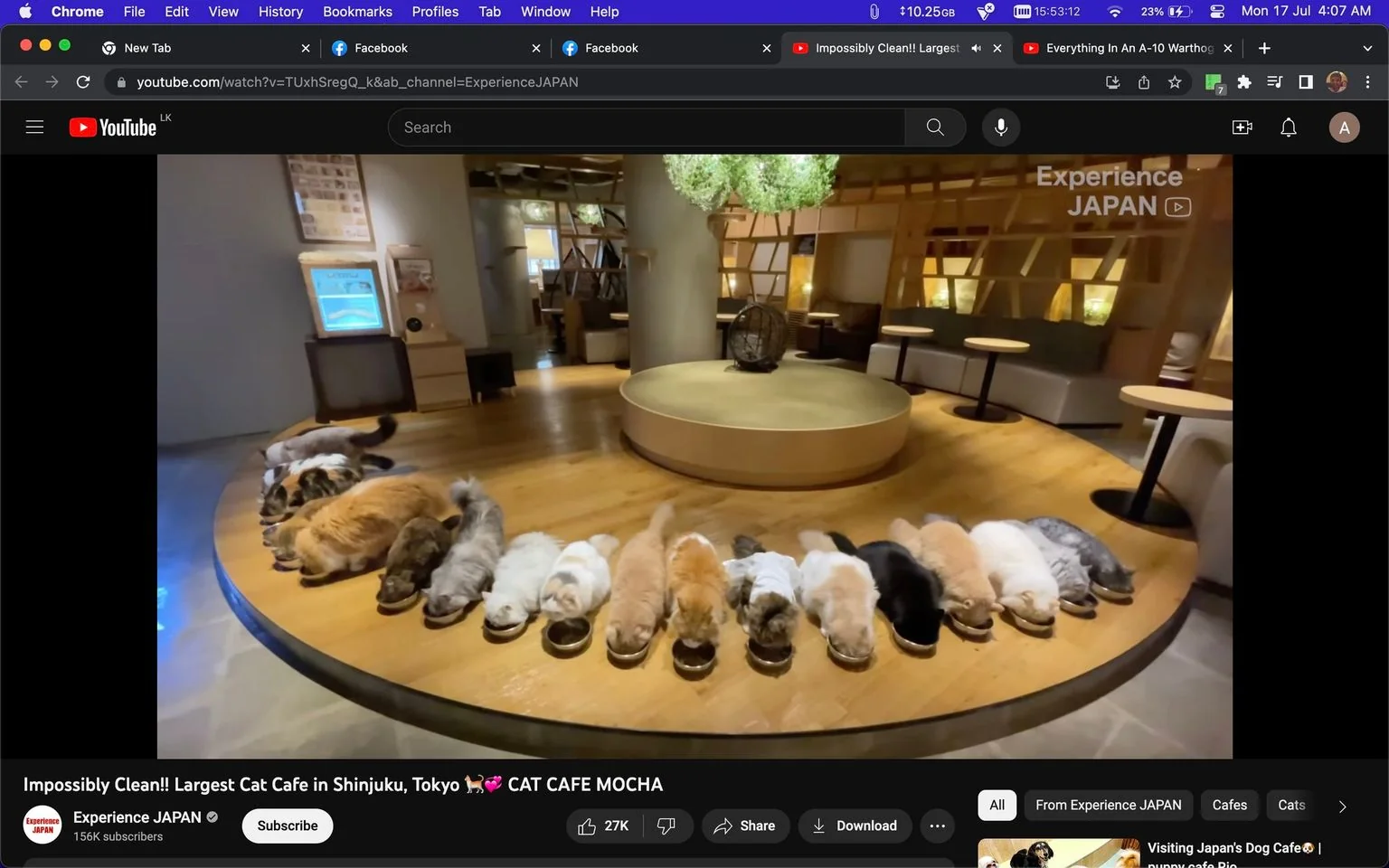 A screenshot from YouTube shows a video titled "Impossibly Clean!! Largest Cat Cafe in Shinjuku, Tokyo 💖🐱 CAT CAFE MOCHA" by the channel Experience JAPAN. The scene features a cozy, modern interior of a cat cafe in Tokyo, likely CAT CAFE MOCHA, renowned for its cleanliness. A line of cats is neatly arranged in a row, each with its head lowered, seemingly eating from bowls. The cats vary in color and size, with distinct patterns of fur adding visual interest. The setting is warmly lit, with wooden floors and stylish, minimalist furniture, including round tables and cushioned seating in the background. The atmosphere appears serene and organized, enhancing the appeal of the location as a peaceful spot to relax with cats. The video seems to focus on the unique experience of visiting a cat cafe in Shinjuku, emphasizing the large number of cats and the cleanliness of the environment.
- Title: "Impossibly Clean!! Largest Cat Cafe in Shinjuku, Tokyo 💖🐱 CAT CAFE MOCHA"
- Channel / profile: "Experience JAPAN"
- Site / app: "YouTube"