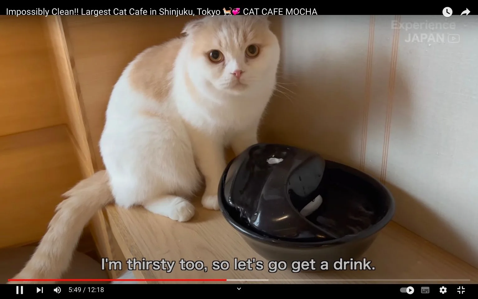 The image is a video frame from a YouTube video titled "Impossibly Clean!! Largest Cat Cafe in Shinjuku, Tokyo 🐈💕 CAT CAFE MOCHA," uploaded by the channel "Experience JAPAN." The scene is set indoors at a cat cafe in Shinjuku, Tokyo. In the foreground, a fluffy cat with white and brown fur is sitting beside a black water fountain. The cat appears to be curious and is looking directly at the camera with wide eyes. The wooden shelf and subtly striped wallpaper in the background create a cozy, inviting atmosphere typical of a cafe setting. The lighting is soft and natural, enhancing the warm tones of the cat's fur and the wooden surfaces. The video frame includes a subtitle at the bottom, saying, "I'm thirsty too, so let's go get a drink." The text "Experience JAPAN" is visible at the top right corner, indicating the channel's branding.