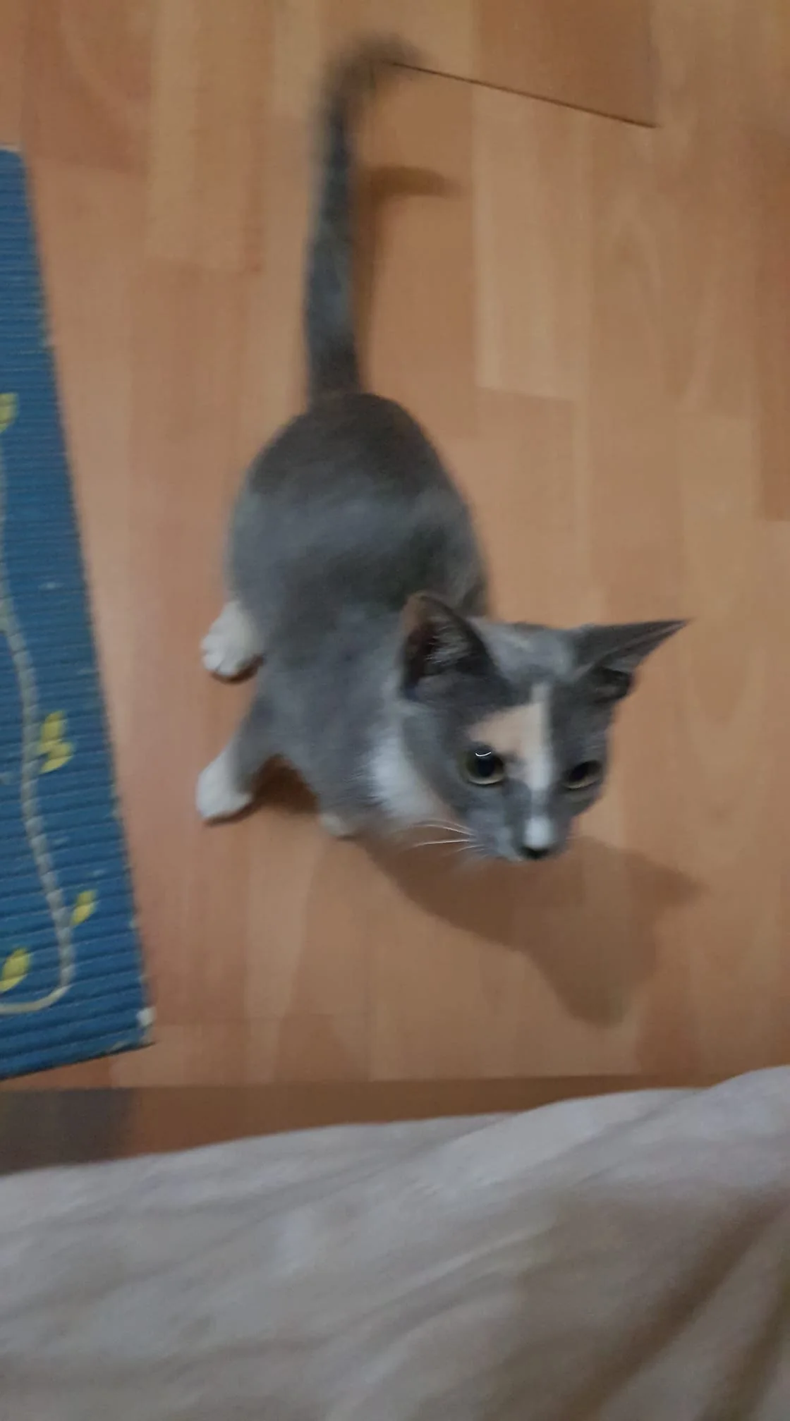 This image shows a small, curious-looking cat with a unique coat pattern. The cat has a mix of gray and white fur with a distinct patch of lighter color on its face. It stands on a wooden floor, gazing upward with wide eyes, possibly showing interest or curiosity. To the left, part of a blue rug with a simple yellow pattern is visible, suggesting a homey indoor setting. The lighting is soft, creating a cozy atmosphere. The cat's posture, with its tail slightly raised, adds to the sense of alertness and engagement with its surroundings. The image captures a moment of feline inquisitiveness in a comfortable domestic space.