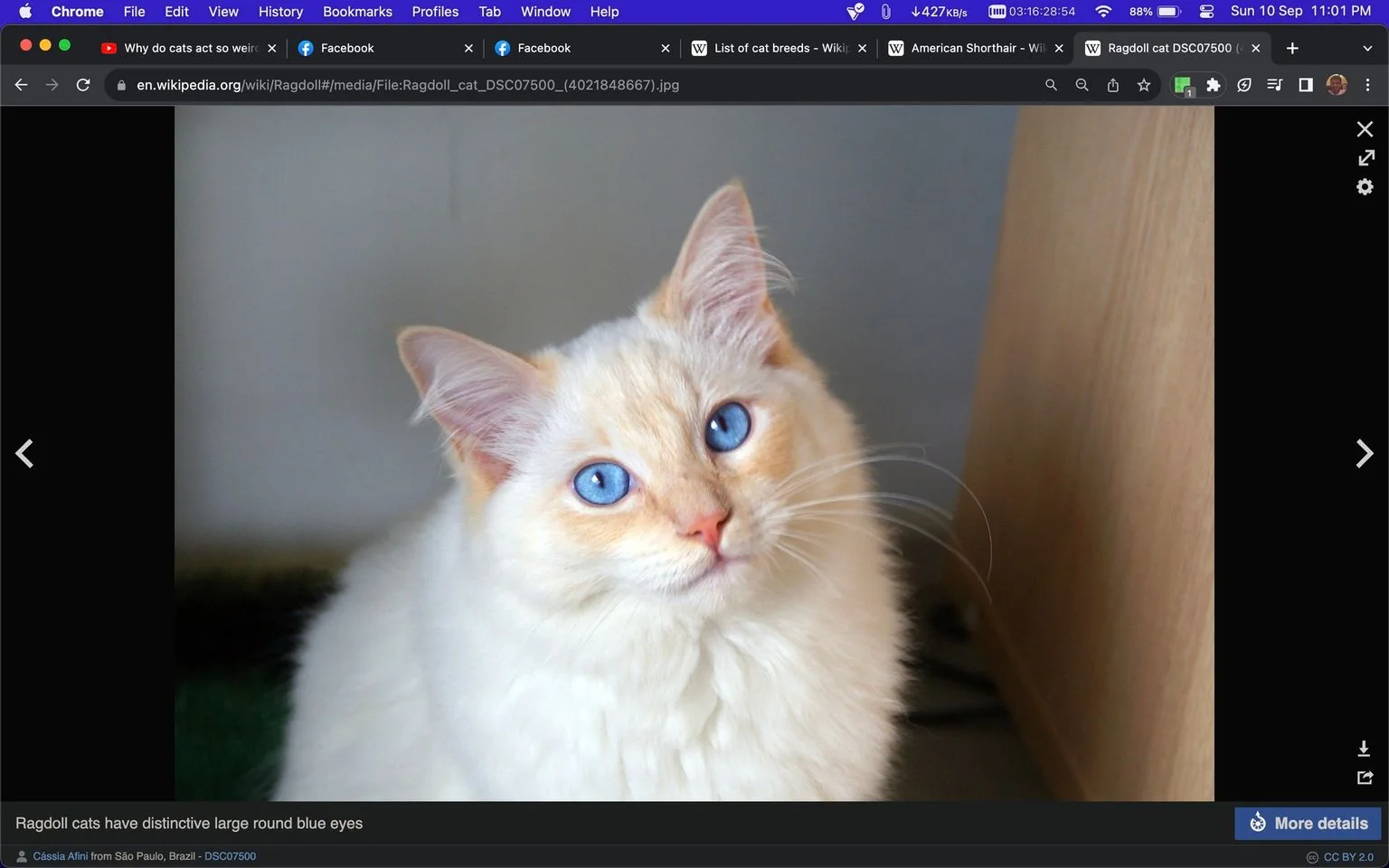 The image is a screenshot taken from the Wikipedia page about Ragdoll cats. It showcases a close-up of a Ragdoll cat with striking blue eyes and a fluffy white and cream-colored coat. The cat's ears are large and pointed, and its expression appears calm and attentive, giving the impression of a gentle demeanor. The background is neutral, with a wooden surface visible to the right, suggesting an indoor setting. The lighting is soft, highlighting the cat's features and fur texture. The page title displayed is "Ragdoll cat DSC07500," and there is a visible caption reading, "Ragdoll cats have distinctive large round blue eyes," emphasizing the breed's notable eye color. Additional text credits the photo to Cássia Afini from São Paulo, Brazil. The screenshot captures a web browser interface with a purple tab bar at the top, including open tabs like Facebook and Wikipedia topics related to cats.