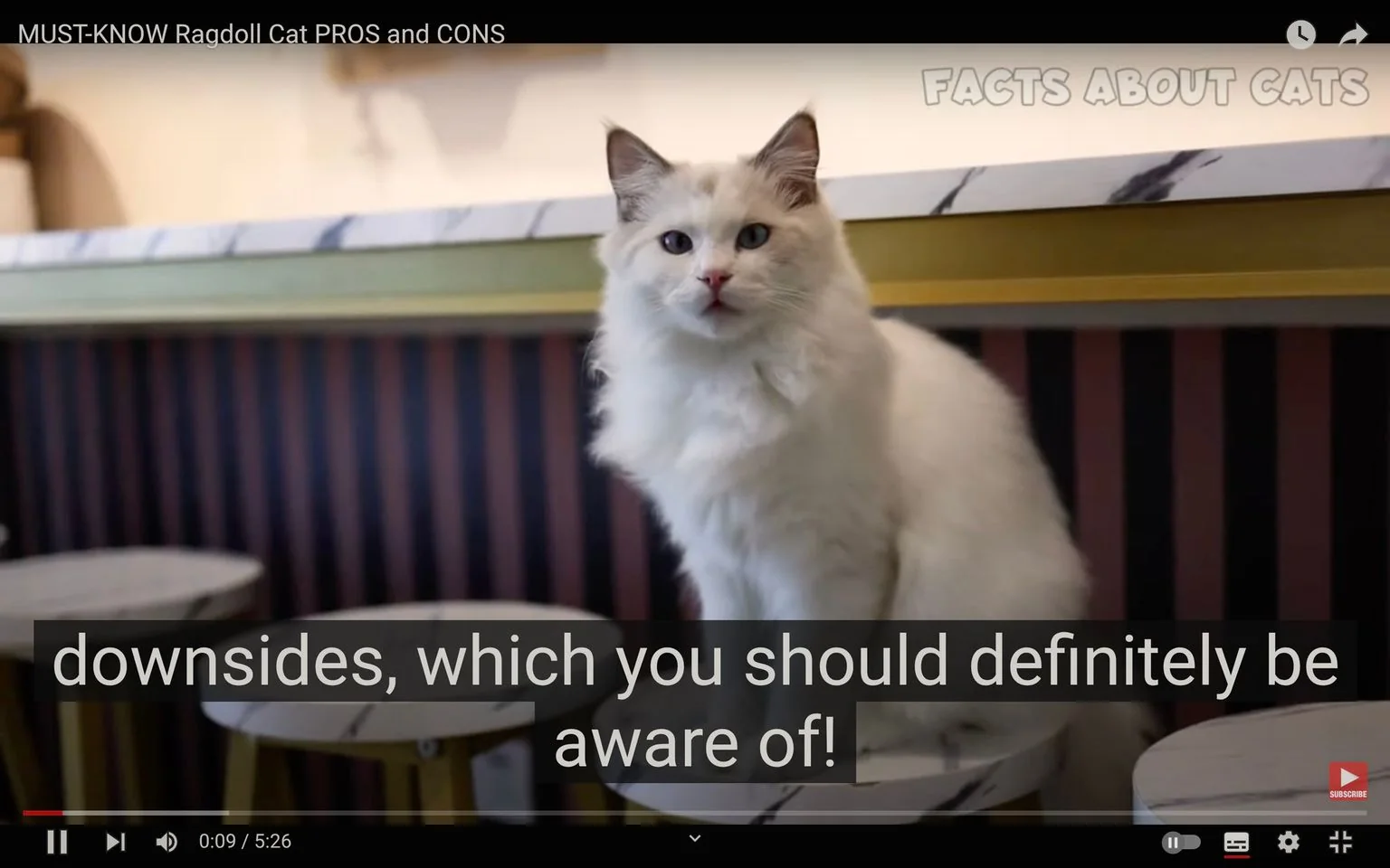 The image is a frame from a YouTube video titled "MUST-KNOW Ragdoll Cat PROS and CONS," featured on the channel "FACTS ABOUT CATS." The scene captures a Ragdoll cat sitting on a stool, positioned indoors against a background with striped wallpaper and a marble countertop. The cat, with its fluffy white fur and striking blue eyes, is central in the frame, gazing directly toward the camera, which creates a sense of engagement with the viewer.
Above the cat, the title of the video is displayed, reaffirming the video's topic. The subtitle at the bottom reads, "downsides, which you should definitely be aware of!" indicating the video discusses both advantages and potential drawbacks of owning a Ragdoll cat. The lighting is soft, enhancing the cozy and inviting atmosphere of the setting. The composition draws attention to the cat's serene and composed demeanor, typical of Ragdoll cats known for their gentle nature.
