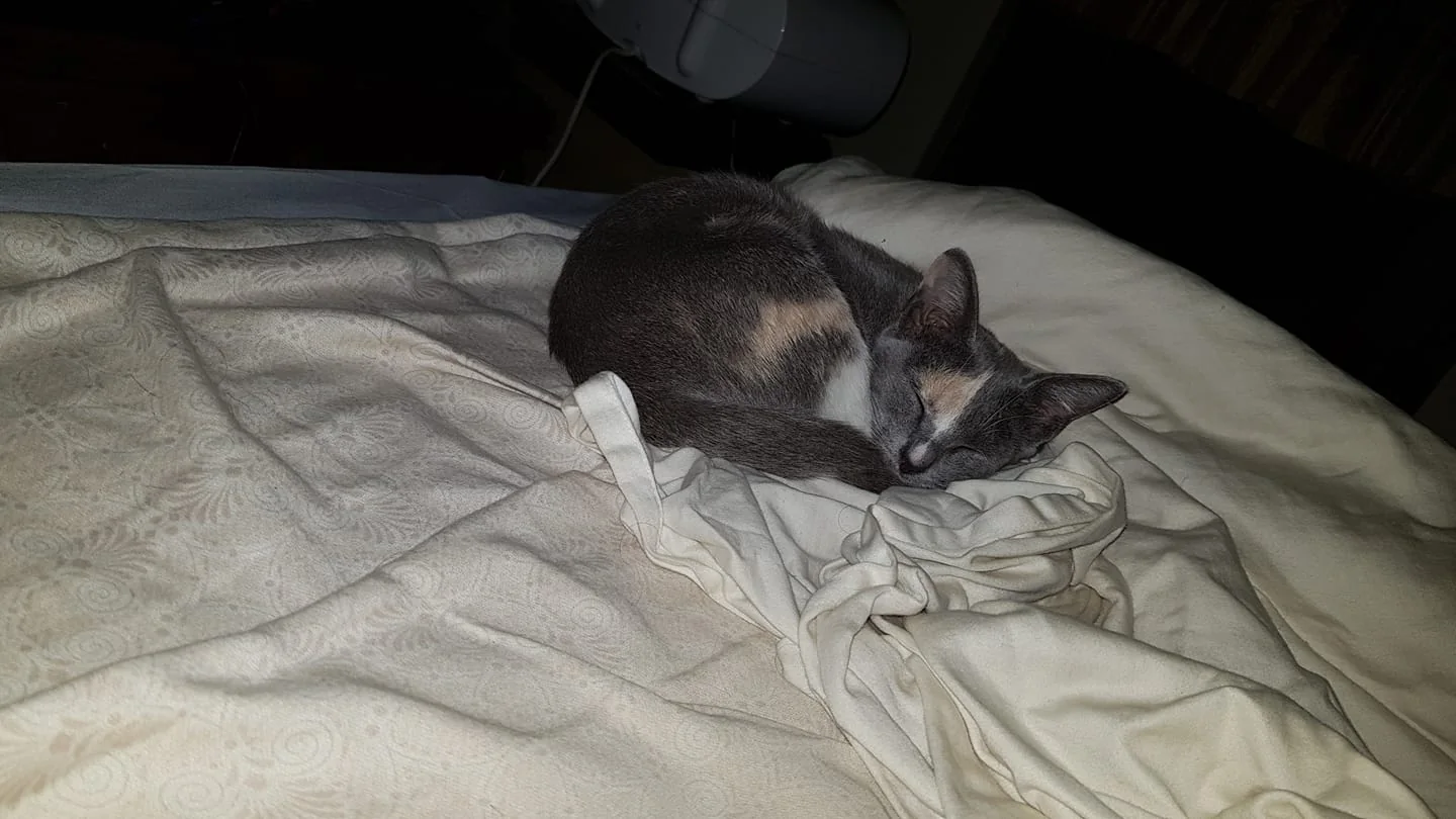 The image shows a small cat curled up and sleeping on a bed. The cat has a mix of gray and cream fur, with distinct patches on its back and face. It lies peacefully on a light-colored blanket that has a subtle pattern, adding a texture to the scene. The lighting is dim, suggesting it's nighttime, and the ambiance is calm and cozy. The focus is on the cat, capturing its serene expression as it sleeps. In the background, a piece of furniture and a device, possibly a speaker or humidifier, are faintly visible, adding to the sense of a lived-in space. The scene conveys a warm and tranquil atmosphere, ideal for a pet's restful sleep.
