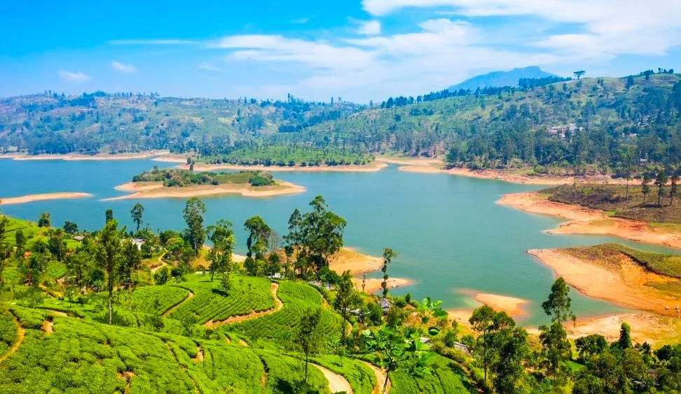 The image showcases a stunning landscape view of a lush green area with a prominent lake at the center. The foreground is dominated by vibrant green tea plantations, with their neatly aligned rows creating a sense of order and tranquility. Scattered tall trees add vertical interest and enhance the natural beauty of the scene. The lake, with its serene blue waters, forms the focal point and is bordered by sandy shores that gently curve into the water. In the background, rolling hills provide a majestic backdrop, and their hazy outlines create depth in the image. The sky is clear and blue, contributing to the overall brightness and cheerfulness of the setting. The lighting is natural, suggesting a sunny day, which enhances the rich colors and textures throughout the scene. The composition beautifully balances elements of water, earth, and vegetation, highlighting the harmonious coexistence of different natural features.