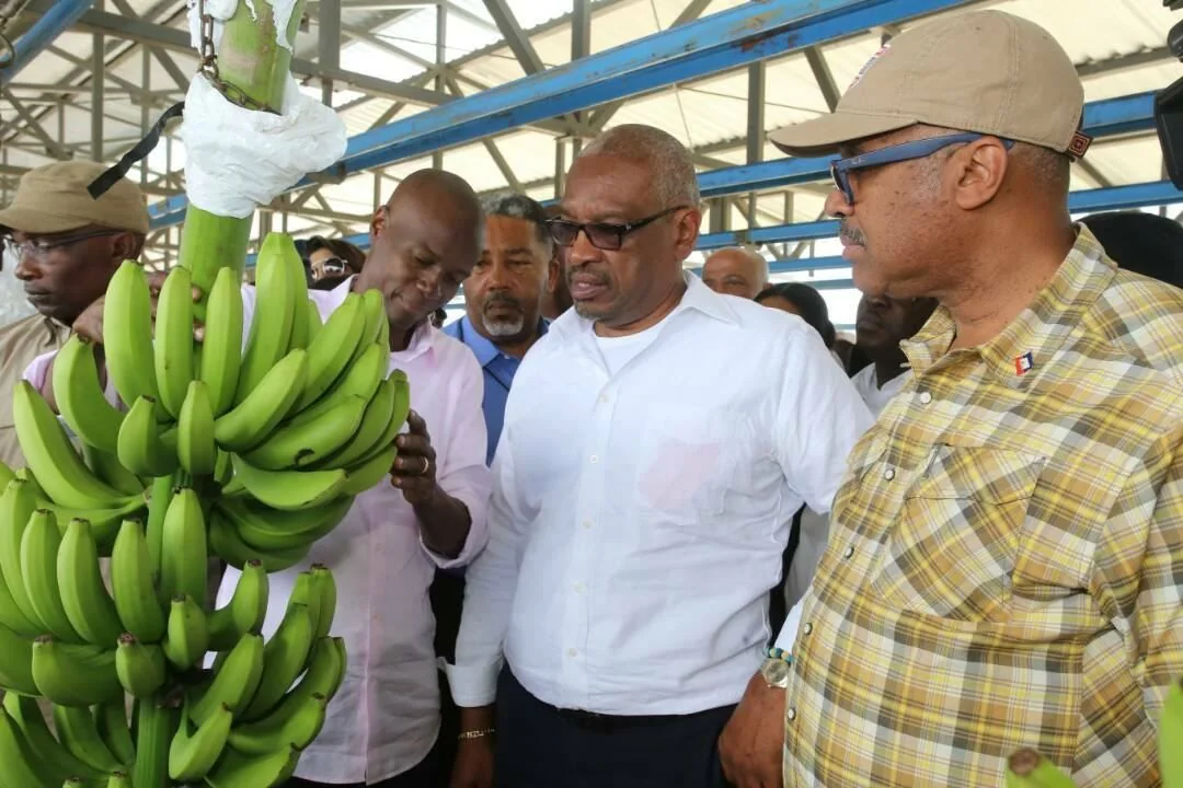 Jovenel Moise is featured in this indoor scene, where he is part of a group observing a large bunch of green bananas. The setting appears to be an agricultural facility or market, indicated by the metal framework and roof structure in the background. Jovenel Moise, wearing a white shirt and sunglasses, is centrally positioned, showing interest in the bananas, which are held by another man in a light pink shirt. The mood is focused and engaged, with several other individuals closely observing the interaction. The man on the right is wearing a plaid shirt and a cap, also paying close attention to the bananas. The overall atmosphere suggests a formal visit or inspection, likely related to agricultural practices or production. The lighting is bright and natural, enhancing the vivid green color of the bananas. The gathering seems significant, possibly involving discussions on agriculture or trade.