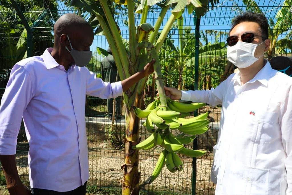Jovenel Moise is depicted in this image examining a banana plant with another individual. They are outdoors in what appears to be an agricultural setting, as evidenced by the presence of a banana tree and a wire fence in the background. The scene is bright, suggesting it is taken during the day under natural sunlight. Jovenel Moise is wearing a white shirt and sunglasses, and a mask, indicating a concern for health safety. The other person, also masked, is dressed in a light-colored shirt and appears to be discussing or showing the banana cluster to Jovenel Moise. The mood is one of active engagement and observation, as both individuals are focused on the plant. This setting suggests an interest in agricultural practices and possibly a discussion on cultivation techniques or harvest. The vibrant green of the bananas adds a lively element to the scene.