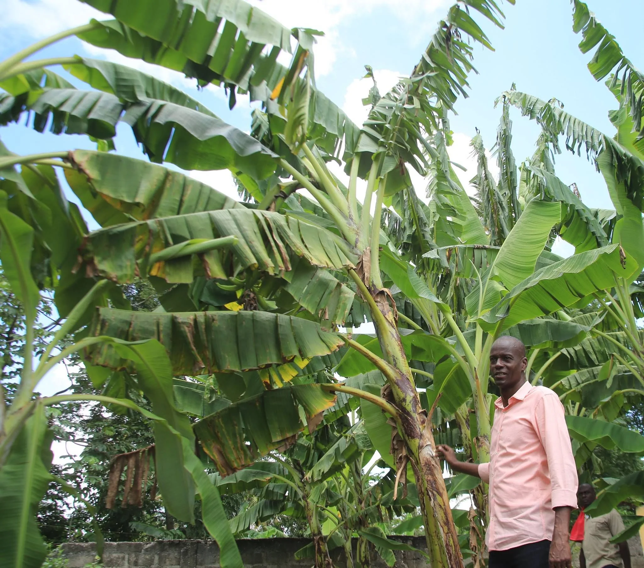 Jovenel Moise is depicted in this image standing amidst a banana plantation. The setting is outdoors under a bright sky with scattered clouds, indicating a sunny day. The banana trees are tall and lush, with large green leaves, some of which show signs of wear with their edges frayed and slightly browned. Jovenel Moise is wearing a light pink button-up shirt and dark pants, standing confidently with a relaxed posture as he rests his hand on one of the banana plants. His expression appears calm and focused, suggesting an engagement with the agricultural scene around him. The background shows a mix of dense foliage, enhancing the tropical atmosphere. The lighting is natural, casting soft shadows and highlighting the vibrant greens of the banana leaves. The image seems to emphasize themes of agriculture and connection to the land.
