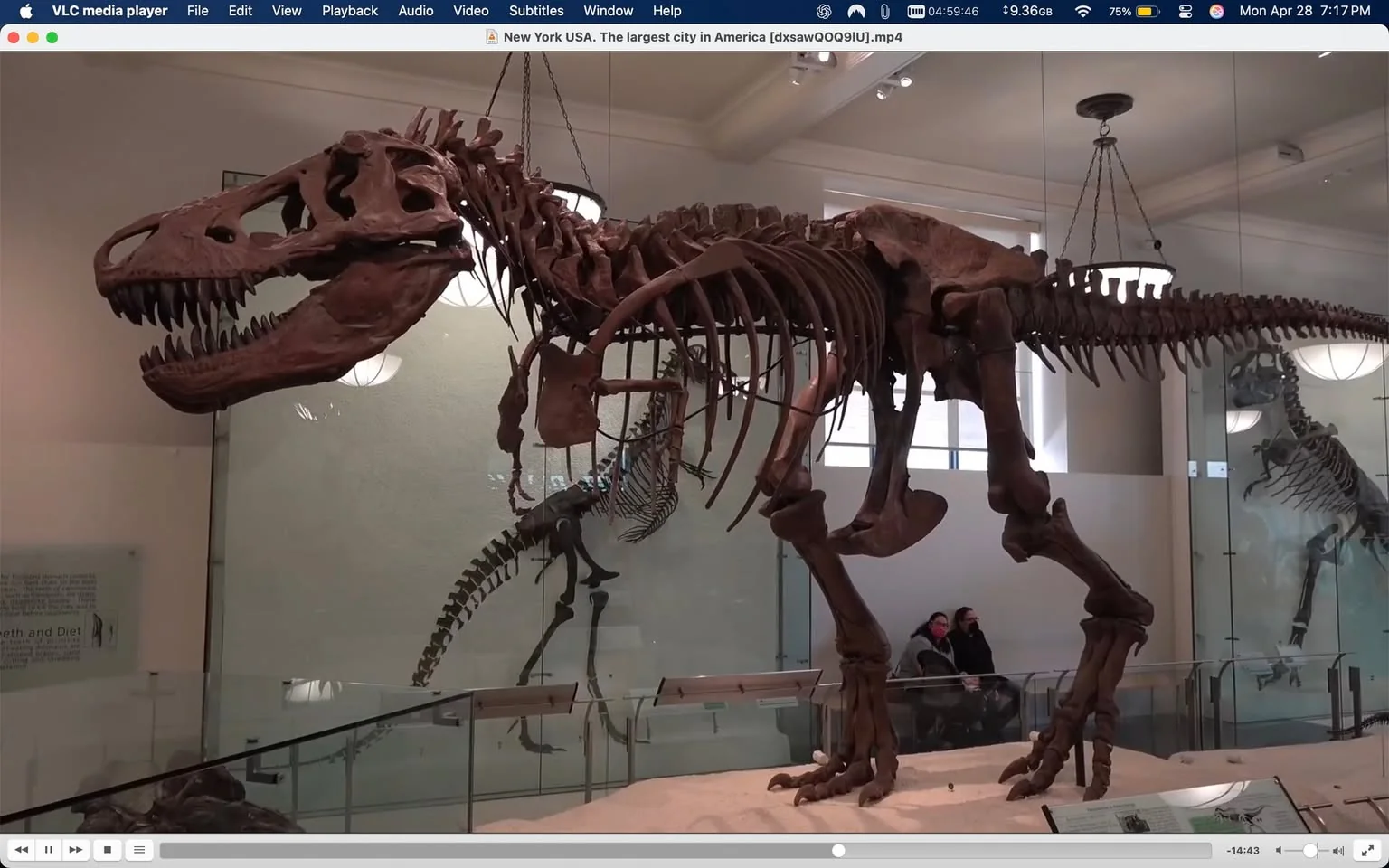 The image depicts a large dinosaur skeleton, prominently displayed in a museum setting. The skeleton appears to be that of a Tyrannosaurus rex, characterized by its massive skull, long teeth, and robust body structure. The skull is positioned at the front, showcasing a wide jaw filled with sharp teeth, while the rest of the skeleton is supported by a series of metal rods and chains, indicating that it is suspended or mounted for viewing.

The dinosaur's limbs are notably powerful, with large, clawed feet that suggest a predatory nature. The bones are a dark brown color, giving them a fossilized appearance, and the texture of the bones is rough and weathered, indicative of their age. The skeleton is displayed on a sandy base, simulating a natural environment.

In the background, there is another smaller dinosaur skeleton, possibly a different species, which is also mounted for display. The museum's interior features bright lighting, with several circular light fixtures visible on the ceiling. The walls are painted a light color, enhancing the visibility of the exhibits.

There are a few visitors in the background, seated on a bench, engaged in conversation. They are dressed casually, with one person wearing a dark jacket and another in a lighter coat. The overall atmosphere of the setting is educational, with informational plaques likely present nearby, although the text on these plaques is not visible in the image.

The museum appears to be well-maintained, with glass barriers protecting the exhibits while allowing for close viewing. The combination of the dinosaur skeletons and the museum's design creates an engaging environment for learning about prehistoric life.