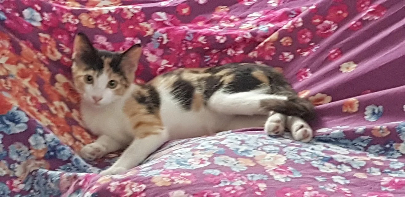 A calico kitten is lounging comfortably on a vibrant, floral-patterned fabric. The background is a mix of purple, pink, and orange hues, with blue and orange flowers scattered throughout, creating a colorful and cozy setting. The kitten, with its striking coat of black, orange, and white patches, is lying on its side, appearing relaxed and curious. Its ears are perked up, and it has an alert yet serene expression, as if it’s observing something interesting. The lighting is soft and natural, contributing to the warm and inviting atmosphere of the scene. The kitten's paws are tucked in comfortably, and its tail is curled around its body, enhancing the sense of relaxation and contentment. The overall composition captures a peaceful moment, highlighting the kitten's playful and gentle nature against the lively backdrop.
