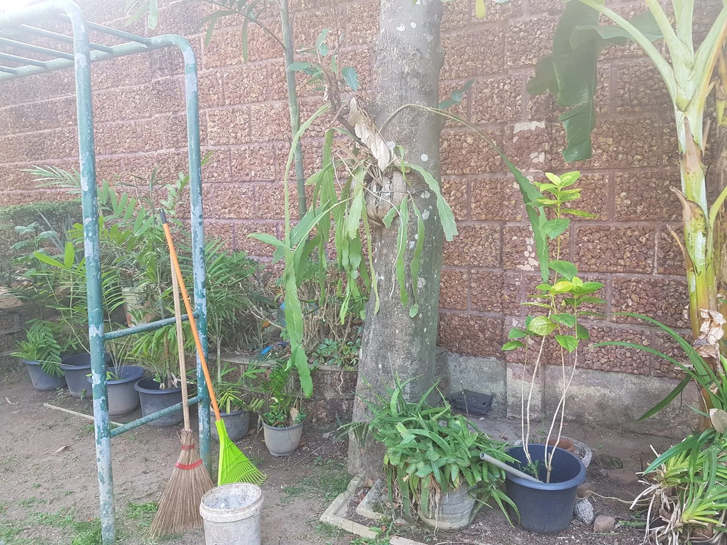 The image captures a small garden area with various plants and garden tools. In the foreground, there are two brooms leaning against a rusted metal structure, perhaps part of a swing or drying rack. Next to them, a white bucket is placed on the ground. The garden is set against a brick wall, providing a warm, earthy backdrop. Several potted plants are visible, including a large tree with some epiphytic plants growing on it. The scene suggests a casual, well-used garden space, likely maintained regularly. The lighting is natural, indicating it might be daytime, with gentle sunlight illuminating the area. The setting conveys a sense of tranquility and simple outdoor life.
