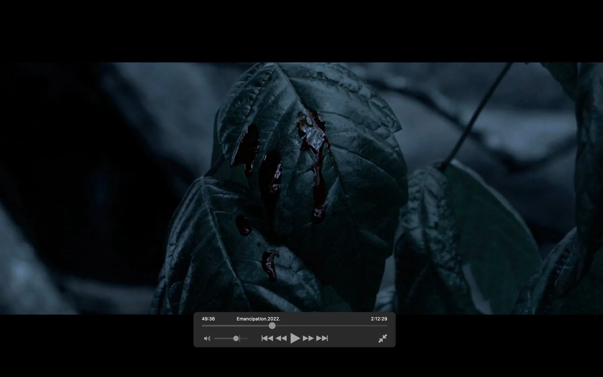 This image is a frame from the film "Emancipation." It features a close-up of leaves with a dark, glossy appearance, suggesting wetness. There are visible cuts on the leaves, with a liquid resembling blood seeping from the wounds. The scene is set outdoors at night, indicated by the dark and moody lighting, which casts a blue tint over the foliage. The frame captures the somber atmosphere, possibly symbolizing violence or suffering. The focus on the leaves is sharp, while the background remains blurred, emphasizing the details of the liquid and the texture of the leaves. The timecode in the media player shows 49:36, with a total duration of 2:12:29, indicating the film's length and progression. This visual detail contributes to the dramatic and intense narrative of the film.