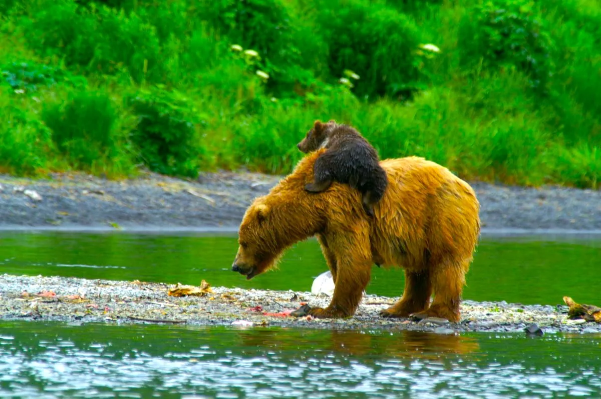 This image features a bear and its cub in a natural setting by a riverbank. The adult bear, covered in thick brown fur, walks along the edge of the water with its cub riding on its back. The cub appears smaller and darker, clinging onto the adult bear securely. The backdrop consists of lush greenery, with dense vegetation and trees. The water in the foreground is calm, with reflections of the greenery and the bears creating a serene atmosphere. The lighting is bright, suggesting daylight, and the colors are vivid, enhancing the rich greens and browns of the scene. The composition captures a moment of tender interaction between the bear and its cub, highlighting themes of wildlife and nature.
