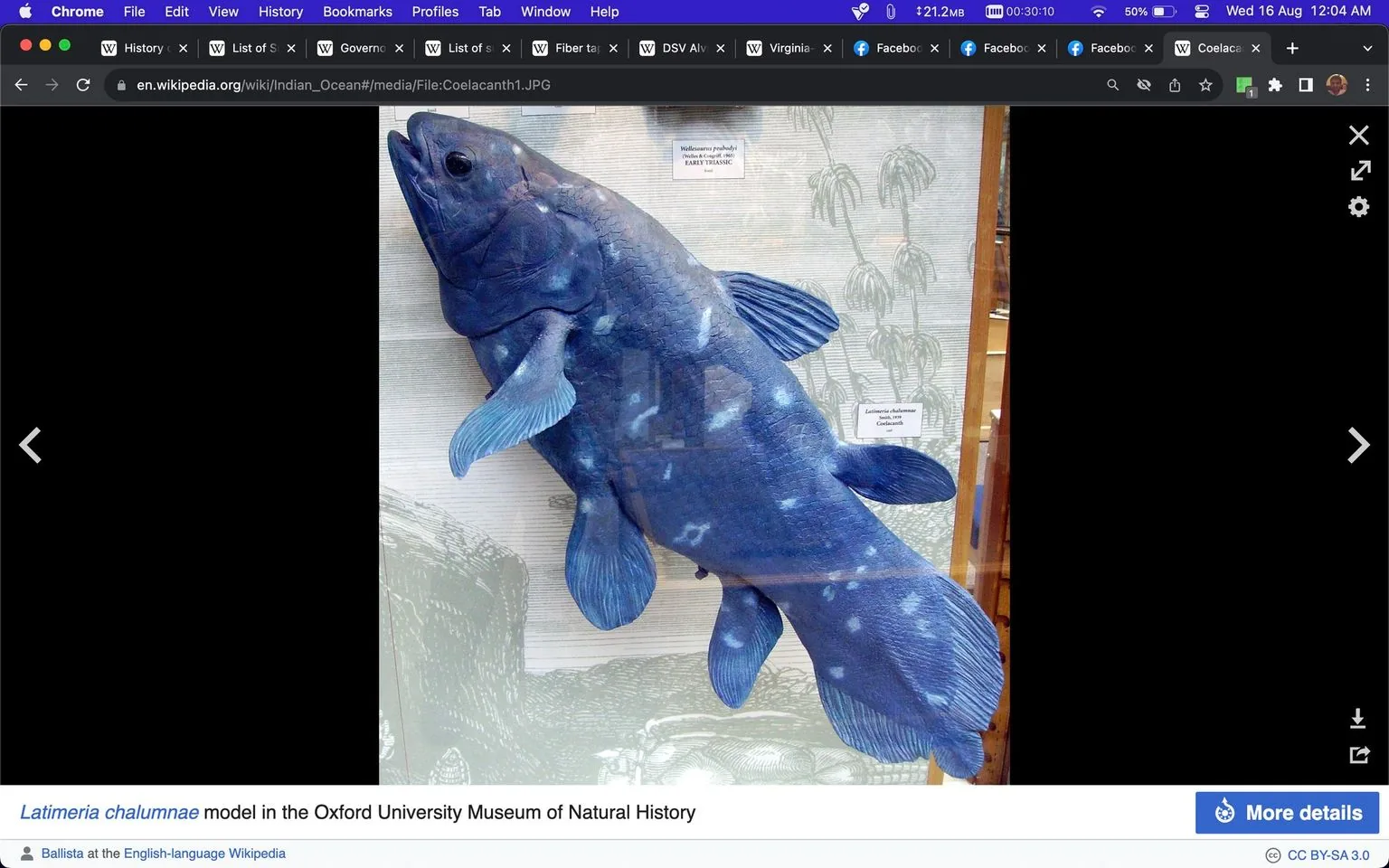 The image is a detailed photograph of a model of *Latimeria chalumnae*, displayed at the Oxford University Museum of Natural History. The model represents a coelacanth, a rare and ancient fish species known for its distinctive lobed fins and blue coloration. It's mounted against a backdrop featuring drawings of early marine life, enhancing the educational context. The fish's body is robust, with prominent scales and a slightly open mouth, suggesting a lifelike pose. The lighting is bright, highlighting the model's intricate details and vivid blue hues. Visible on the exhibit are labels identifying the species and location within the museum. The setting is an indoor museum exhibit, designed to educate visitors about this remarkable living fossil.