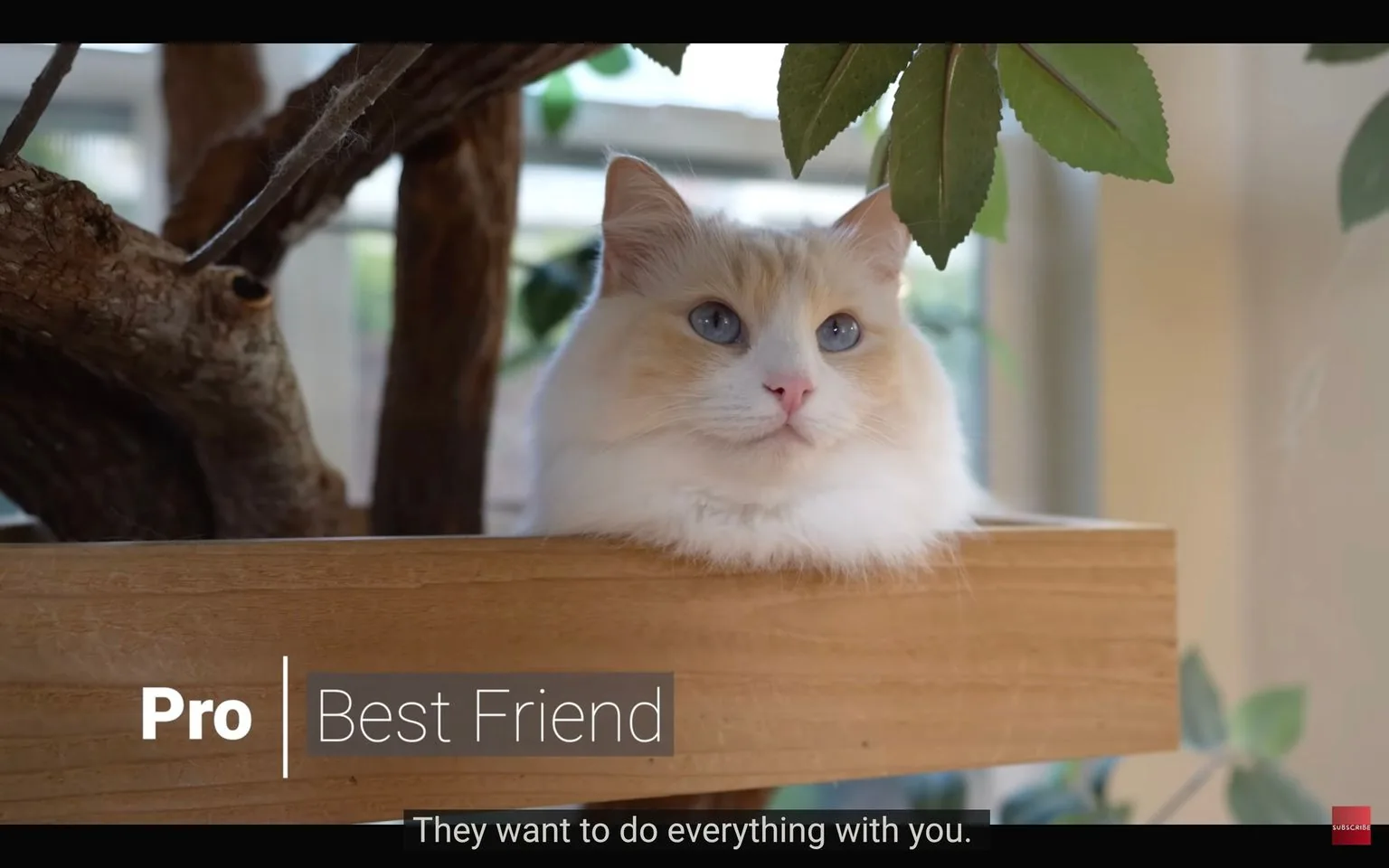 The image features a fluffy, white and orange cat with striking blue eyes, resting comfortably on a wooden platform. The setting appears to be indoors, with some green leaves from a plant partially visible above the cat, suggesting a cozy, natural ambiance. The wooden platform is sturdy, and a branch extends upwards, adding to the organic feel of the scene.
The cat looks calm and content, its posture relaxed as it sits amidst the environment, giving off a serene and friendly vibe. The lighting is soft and natural, enhancing the cat's fur texture and the green foliage. The text "Pro Best Friend" appears in the lower third of the image, and it is accompanied by a subtitle at the bottom that reads, "They want to do everything with you." These elements suggest a theme of companionship and loyalty, possibly highlighting the affectionate nature of cats.