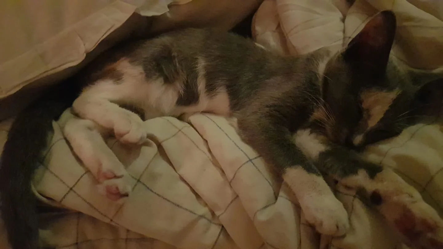 The image depicts a small cat comfortably nestled into a plush plaid-patterned blanket. The cat appears to be peacefully sleeping, its body stretched out with paws slightly curled. Its fur is a mix of gray, white, and some patches of orange, adding a distinct calico pattern. The setting is likely indoors, possibly in a bedroom, given the presence of bedding. The lighting is dim and warm, suggesting a cozy, nighttime ambiance. The blanket beneath the cat adds to the sense of comfort and warmth, with its soft folds cradling the feline. The mood conveyed by the scene is one of tranquility and relaxation, highlighting the cat's serene posture and expression.