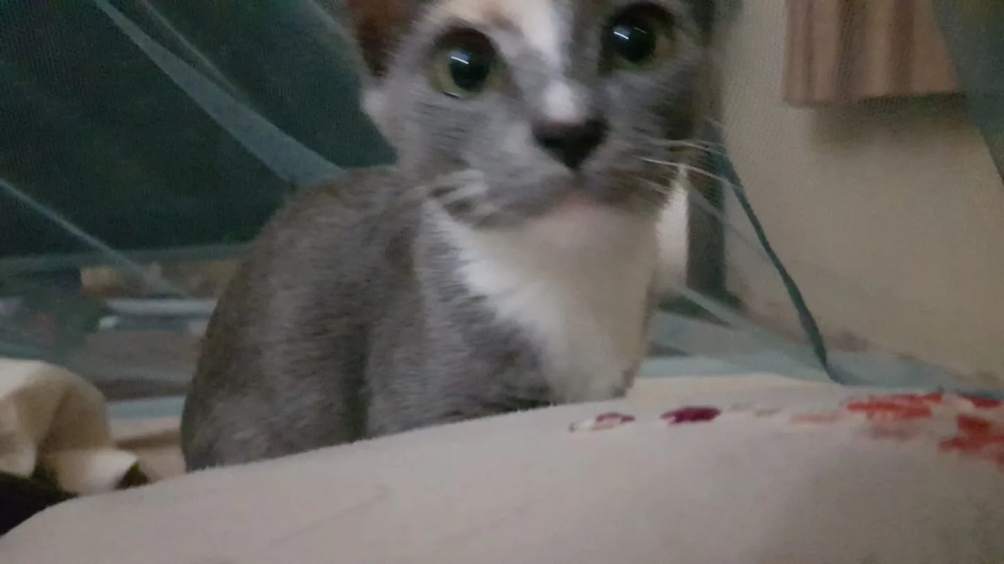 The image features a close-up of a cat, likely a domestic shorthair, with a mix of gray and white fur. The cat's eyes are large and inquisitive, gazing directly at the camera. The background is slightly blurred, but it appears to be an indoor setting with a blue-green fabric, possibly a curtain or netting, in the background. The lighting is soft, giving the scene a cozy and intimate feel. The cat's posture is upright, suggesting curiosity or attention towards something off-camera. There are no visible signs or text in the image, maintaining the focus entirely on the feline subject. The overall mood of the image is calm and inviting, typical of a pet portrait in a home environment.