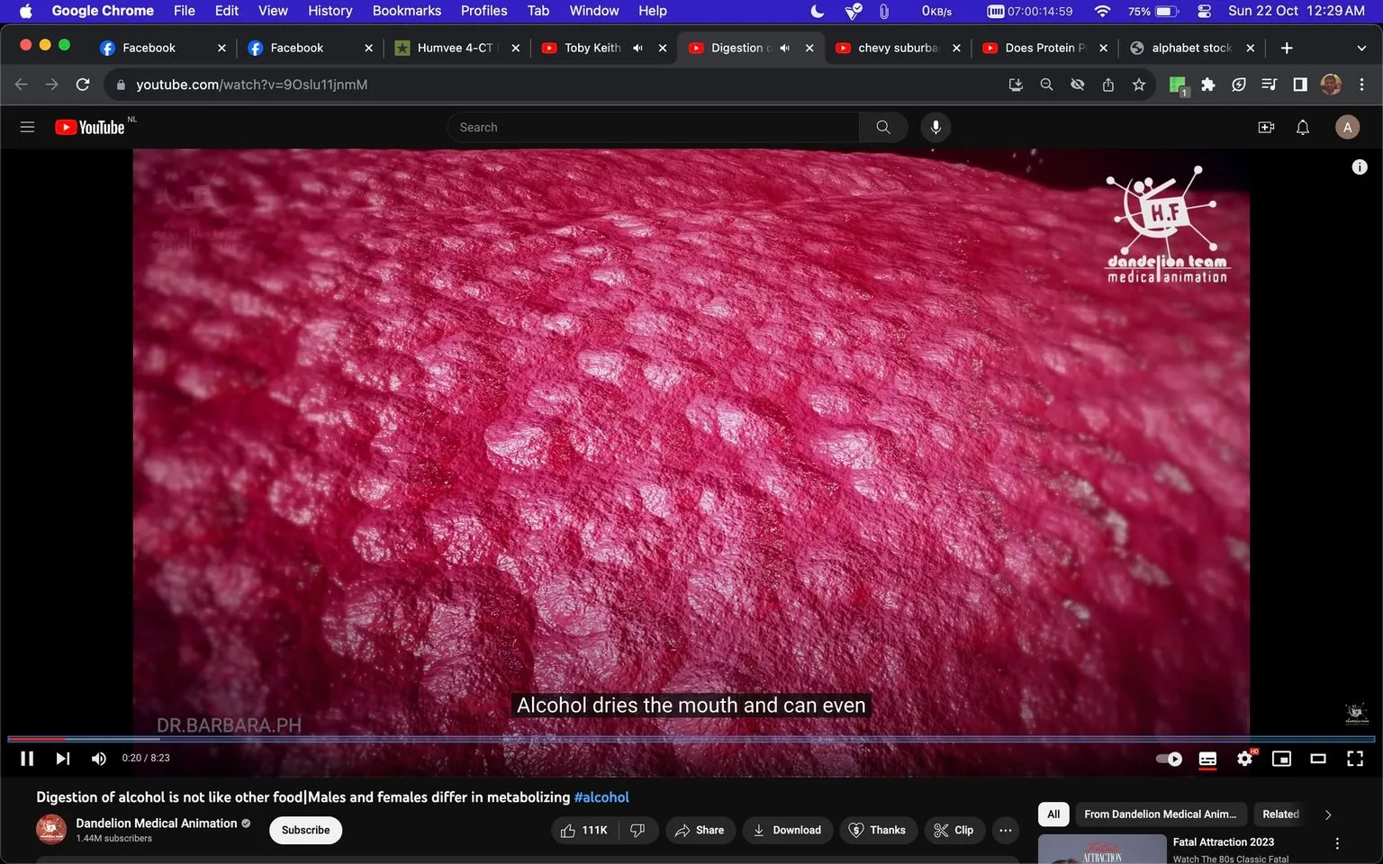 The image is a screenshot from a YouTube video titled "Digestion of alcohol is not like other food | Males and females differ in metabolizing #alcohol." The channel is "Dandelion Medical Animation." The visual shows a close-up, animated depiction of a textured, pink surface, likely representing a biological detail for educational purposes. The texture is intricate, with light reflecting off the bumpy surface, creating a realistic effect. In the bottom left, the text "DR.BARBARA.PH" is visible. The caption at the bottom reads, "Alcohol dries the mouth and can even," suggesting the video discusses the effects of alcohol on the body, specifically focusing on its interaction with the mouth. The video likely explores medical or scientific topics, as indicated by the channel's name and style. The screenshot captures a moment of animation designed to illustrate a point about alcohol's physiological impacts. The interface shows typical YouTube navigation elements and user interface features like the video timeline, control buttons, and some suggested video tabs at the top.