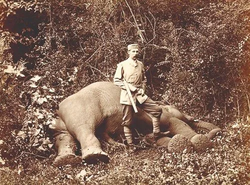 Archduke Franz Ferdinand is depicted in a vintage photograph standing in a forested area. He is dressed in early 20th-century hunting attire, including a hat, coat, and boots, holding a rifle. The setting is dense with foliage, indicating a jungle or forest environment. In the foreground, the large form of a fallen elephant is visible, suggesting a hunting expedition. The image is in sepia tones, typical of photographs from this era, giving it an aged and historical appearance. Archduke Franz Ferdinand stands with one foot on the elephant, displaying a posture of triumph. The expression on his face is serious, as was common in formal photographs of that time. The overall mood is one of gravity and historical significance, capturing a moment that reflects the attitudes and practices of the period.