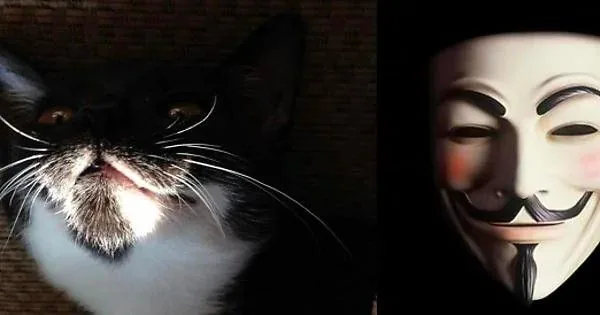 The image is a split composition featuring a black and white cat on the left and a Guy Fawkes mask on the right. The cat's face is illuminated dramatically from below, casting shadows that accentuate its facial features and give it an expressive look, somewhat resembling the mask. Its eyes are wide open, and its mouth is slightly ajar, adding to the dramatic effect. The lighting creates a high contrast, similar to chiaroscuro, highlighting the cat's white whiskers and chest against its darker fur.
On the right, the famous Guy Fawkes mask, associated with the movie "V for Vendetta," is visible. Its design includes a stylized mustache, rosy cheeks, and a pointed beard, with a neutral yet slightly mischievous expression. The mask is well-lit, which emphasizes its smooth, glossy surface. The juxtaposition of the cat and the mask in this image creates a humorous comparison, drawing attention to the similarities in their expressions and the way they're lit. The background is dark, enhancing the focus on the two subjects and adding to the dramatic atmosphere.