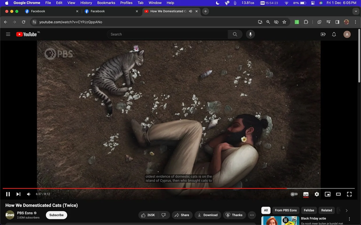 ```
The screenshot shows an animated scene from the YouTube video titled "How We Domesticated Cats (Twice)" on the channel PBS Eons. The image depicts a man with a beard and long hair tied back, lying on his side on the ground. He appears peaceful, surrounded by scattered white flowers, and wears light-colored clothing. Beside him, a gray tabby cat is also lying down, creating a sense of harmony between the human and feline. The scene is earthy, with a natural background of soil and stones, emphasizing the historical context of domestication.
The video's title text is visible at the bottom, and the PBS logo is displayed in the top left corner, ensuring brand visibility. The video player interface shows standard YouTube features, including the like, share, and download buttons, and the viewer is approximately 6 minutes and 37 seconds into the 8-minute and 12-second video. Captions at the bottom provide context about the historical evidence of domestic cats on the island of Cyprus.