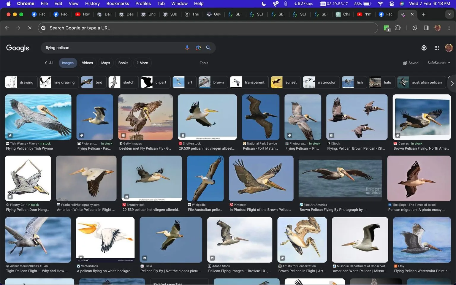 This screenshot shows a Google Images search results page with the query "flying pelican." Various images of pelicans in flight are displayed, showcasing the birds in different poses and settings. The results include both photographs and illustrations, depicting pelicans with their wings spread wide against clear skies or over water. The interface is typical of a web browser, with tabs and toolbars visible at the top, and the search query entered into the search bar. The images are arranged in a grid format, each accompanied by a small label indicating the source or photographer. The background is predominantly dark, highlighting the vibrant colors of the pelicans and the blue tones of the sky in the images.