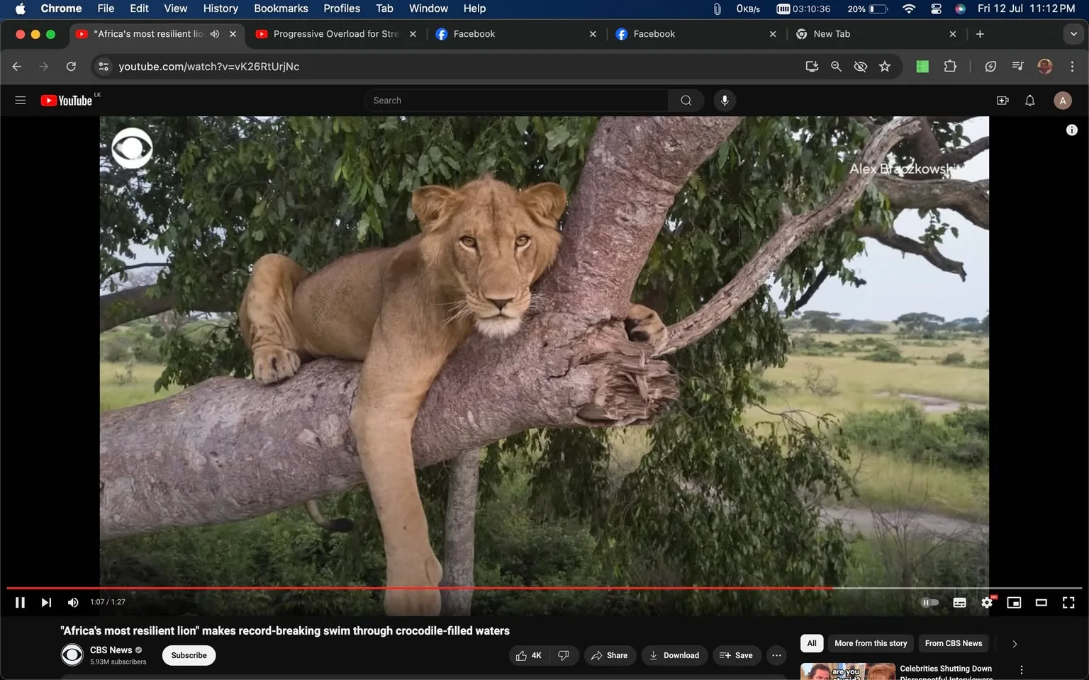 The image is a screenshot from YouTube showcasing a video titled "Africa's most resilient lion makes record-breaking swim through crocodile-filled waters" by CBS News. The focus of the image is a lion lounging on a sturdy tree branch, its front paws and head resting casually, giving it a relaxed yet regal demeanor. The background is a lush, green landscape typical of an African savannah, with dense foliage and open plains visible. The screenshot includes the photographer's name, Alex Braczkowski, indicating his involvement in capturing this striking moment. The YouTube interface shows standard features such as the play bar, share, and save options. The captions and subtitles are not present, maintaining focus on the visual of the lion as an emblem of strength and resilience in its natural habitat. The image captures the essence of wildlife adventure and exploration, emphasizing the lion's majestic presence and the beauty of its environment.