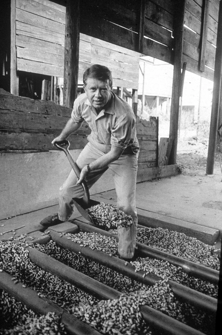 President Jimmy Carter is depicted in this vintage image, engaged in an agricultural activity. The setting appears to be inside a wooden structure with large beams and open areas suggesting a barn or similar agricultural facility. Carter is handling peanuts with a shovel, indicating involvement in farming or processing. He is dressed in a short-sleeved button-up shirt and trousers, giving him a casual and industrious appearance. The expression on his face is focused and determined, suggesting a hands-on approach to the task at hand.

The scene is monochrome, enhancing the historical feel of the photograph. The lighting is natural, with soft shadows that highlight the texture of both the peanuts and the wooden surroundings. The overall composition is balanced, with Carter centrally positioned, drawing attention to his actions. This image reflects Carter's connection to his roots in farming, providing a glimpse into his life outside of his political career.