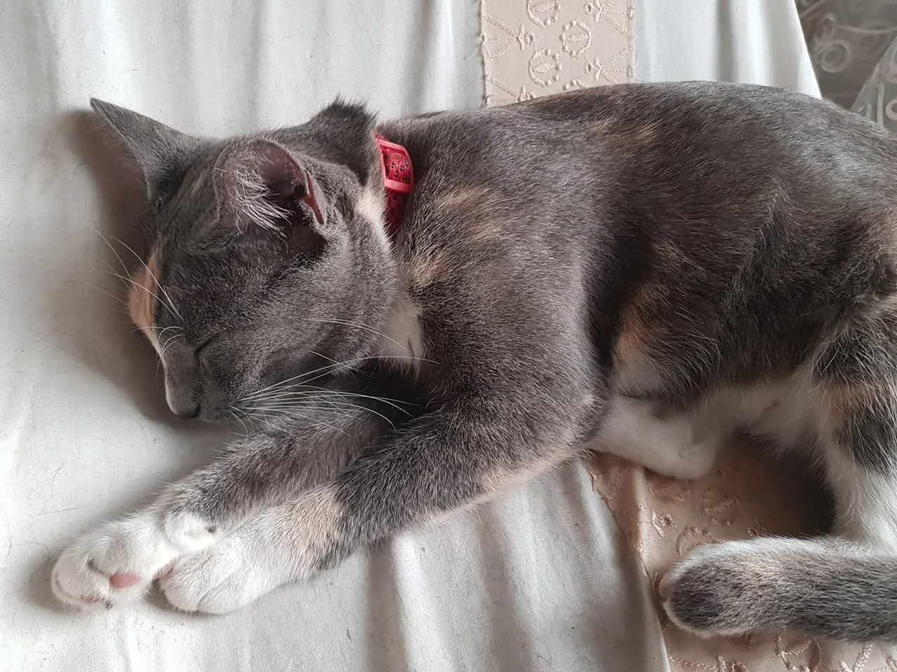 A cat is peacefully sleeping on a light-colored fabric surface. The cat has a mix of gray and orange fur, with distinct patches of color on its face and body. It is curled up with its paws tucked under its chin, and its eyes are closed, indicating a deep slumber. The cat is wearing a red collar, which adds a pop of color against its fur. The background features a soft, textured fabric, possibly a blanket or a cushion, enhancing the cozy atmosphere. The overall scene conveys a sense of tranquility and comfort.