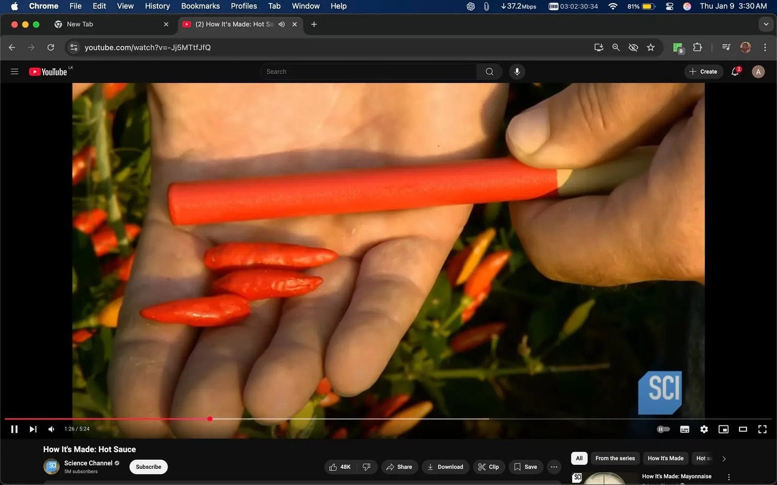 In the image, a hand is prominently displayed, holding several red chili peppers along with a long, red object that appears to be a prop for comparison. The peppers are small and elongated, showcasing their vibrant color. The background features a lush green setting with more chili plants visible, indicating an outdoor environment. The hand appears to be that of an adult, and the focus is on the contrast between the peppers and the red object. There are no visible logos or brands in the image. The overall scene suggests a context related to food preparation or gardening, likely linked to the theme of hot sauce, as indicated by the surrounding video title.