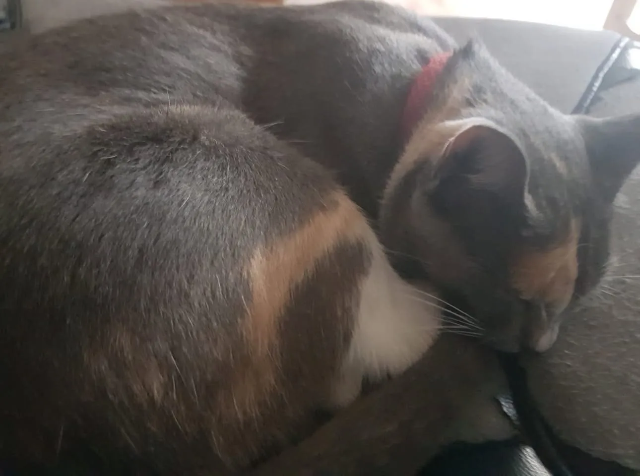 In the image, a cat is curled up comfortably on a couch, showcasing a blend of gray, white, and orange fur. The cat appears to be in a deep sleep, with its head resting on its body, creating a serene and cozy atmosphere. The setting is indoors, likely in a living room, where soft lighting enhances the warmth of the scene. The couch is dark, contrasting with the cat's fur, and there are hints of other furniture in the background, suggesting a homely environment. The cat's collar, a vibrant red, adds a pop of color to the otherwise muted tones of the fur and furniture. This peaceful moment captures the essence of a pet's comfort and tranquility, inviting viewers to appreciate the simple joys of companionship and relaxation. The absence of any people or concerning content keeps the focus solely on the cat, emphasizing its contentment in this cozy nook.