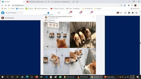 Bombshell, Then Shiba Calm