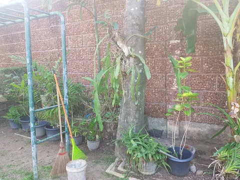 The image captures a small garden area with various plants and garden tools. In the foreground, there are two brooms leaning against a rusted metal structure, perhaps part of a swing or drying rack. Next to them, a white bucket is placed on the ground. The garden is set against a brick wall, providing a warm, earthy backdrop. Several potted plants are visible, including a large tree with some epiphytic plants growing on it. The scene suggests a casual, well-used garden space, likely maintained regularly. The lighting is natural, indicating it might be daytime, with gentle sunlight illuminating the area. The setting conveys a sense of tranquility and simple outdoor life.