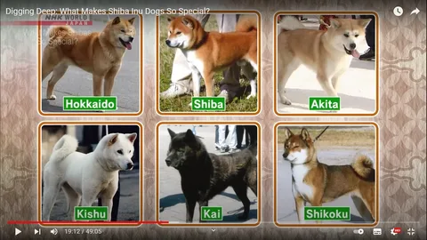 The image is a video frame from NHK WORLD JAPAN, showing a comparison of different Japanese dog breeds. The title text, "Digging Deep: What Makes Shiba Inu Dogs So Special?", is prominently displayed at the top. The frame is divided into six sections, each featuring a different dog breed with its name labeled underneath in a green box. The breeds shown are "Hokkaido," "Shiba," "Akita," "Kishu," "Kai," and "Shikoku."
In the top row, the Hokkaido dog is on the left, shown with a light brown coat and a friendly demeanor. The Shiba Inu in the center has a reddish-brown coat and stands alert with its tail curled over its back. On the right is the Akita, with a thicker build and a lighter, cream-colored coat.
The bottom row features the Kishu on the left, which is white with a slightly curled tail. In the center, the Kai dog is depicted with a darker, brindle coat. On the right, the Shikoku has a similar build to the Shiba, with a reddish coat and distinctive markings.
The background has a subtle, patterned design, creating a visually cohesive and informative display. This frame likely aims to educate viewers on the distinctive characteristics of these Japanese dog breeds.