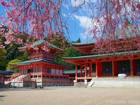 This image showcases a tranquil and picturesque scene of a traditional Japanese temple, captured during springtime. The temple buildings, with their classic red and white architecture, feature ornate roofing that is typical of historical Japanese design. The scene is set outdoors on a clear day, highlighted by the bright blue sky creating a vivid contrast against the red hues of the temple structures.
In the foreground, cherry blossoms are in full bloom, their delicate pink petals cascading downward, framing the temple beautifully. These blossoms are a quintessential symbol of spring in Japan, adding a sense of peace and renewal to the scene. The temple’s courtyard is spacious and clean, suggesting a place of reflection and meditation. The surrounding lush greenery hints at a serene natural setting, with the temple appearing to be nestled in the midst of a forest. This scene captures a harmonious blend of nature and architecture, evoking a sense of calm and cultural heritage.