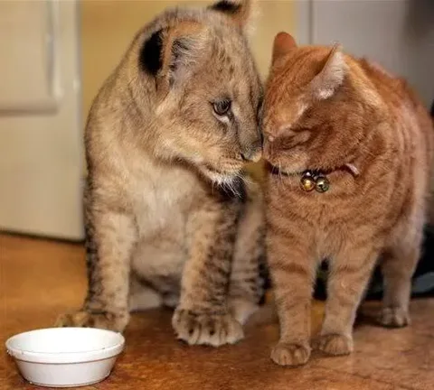 A young lion cub and a domestic orange tabby cat are positioned close together on a wooden floor indoors. The cub, with its sandy fur and characteristic spots, is sitting on the left, gazing affectionately at the cat. The cat, wearing a red collar with small bells, is nuzzling against the cub. In front of them is a small white bowl, possibly for water or food, suggesting a shared space or meal. The setting appears to be a cozy, well-lit room, evoking a sense of warmth and companionship. Their interaction is gentle and endearing, highlighting an unusual yet charming bond between a wild animal and a domestic pet. The image captures a moment of tenderness, enhanced by the soft lighting and the animals' relaxed postures.