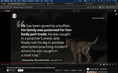 The image is a frame from a YouTube video titled "Africa's most resilient lion makes record-breaking swim through crocodile-filled waters," hosted on the CBS News channel. The video highlights a lion's incredible survival story. On the screen, a lion is seen in the foreground walking at night. The surroundings are dark, indicating a nocturnal setting, and the lion appears to be in a natural habitat.
Overlaying the image is a block of text quoting Alexander Braczkowski, a researcher, describing the lion's harrowing experiences. It mentions the lion being gored by a buffalo, the poisoning of its family for trade, being caught in a poacher's snare, and losing a leg in a poaching incident involving a steel trap. The text is placed on the left, using white font for high contrast against the dark background. The CBS News logo is visible in the top left corner of the image.