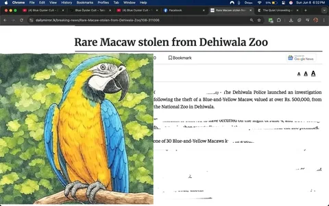 The image displays a webpage from the Daily Mirror, dated June 8, 2025, with the headline "Rare Macaw stolen from Dehiwala Zoo." The article discusses the theft of a Blue-and-Yellow Macaw valued at over Rs. 500,000 from the National Zoo in Dehiwala. 

The article begins with a brief introduction, mentioning that the Dehiwala Police have launched an investigation following the theft. It states that the incident likely occurred on the night of June 4, with CCTV footage capturing a suspected thief near the zoo premises. 

A photograph accompanies the article, featuring a Blue-and-Yellow Macaw perched on a branch. The bird has vibrant blue feathers on its wings and a bright yellow belly, with a distinct facial pattern that includes a gray beak and white patches around its eyes. The background of the image shows green foliage, indicating a natural habitat setting.

The text continues to explain that the bird was one of 30 Blue-and-Yellow Macaws kept in a dedicated enclosure. It notes that the theft was discovered when the zookeeper found the lock on the cage tampered with. A subsequent check confirmed the bird was missing, prompting the zoo administration to file a formal complaint with the police.

The article also references a previous incident from August 8, 2021, when another Blue-and-Yellow Macaw from the same enclosure was reported missing and later recovered from a residence in Ratmalana.

The webpage includes standard web elements such as a date and time stamp, view count, and options for bookmarking. The layout features a clean design with a focus on the article's content, and the image of the macaw is prominently displayed alongside the text. 

Overall, the image captures a news article focused on a specific incident involving wildlife theft, with clear details about the event and the subject matter.